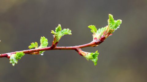 「新たに生まれる」とはどういうことか