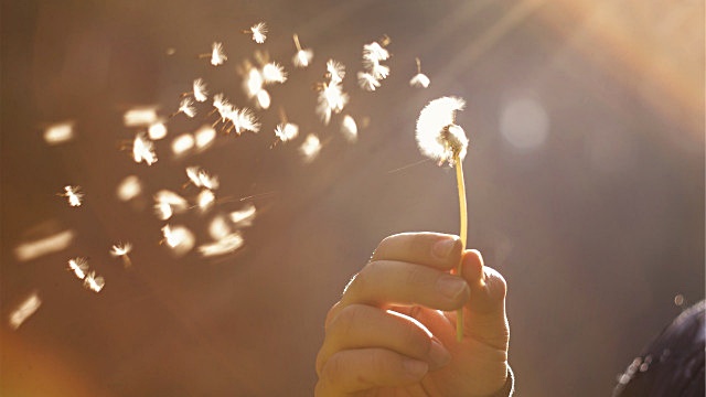 ご覧なさい。福音の種はふわふわと飛び、大地に蒔かれている最中です - タンポポの綿毛の種を通して送られた愛をあなたは受け取りましたか