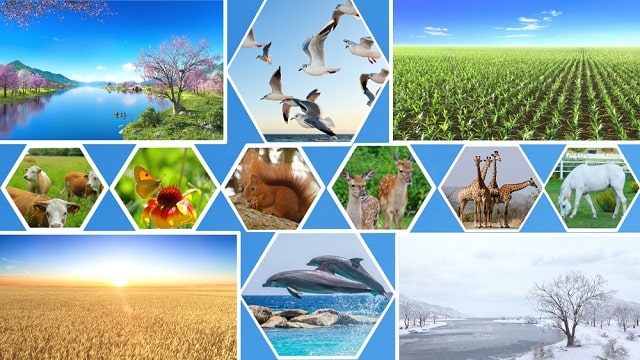 第五の日、多種多様ないのちにより、創造主の権威が様々な形で示された