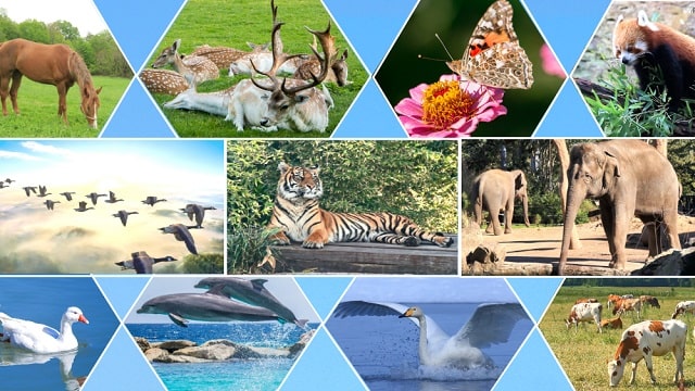 第六の日、創造主が言葉を発すると、心にあったありとあらゆる生物が次々と現われた