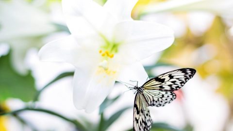 聖書の名言-イースター（復活祭）についての17節の聖句