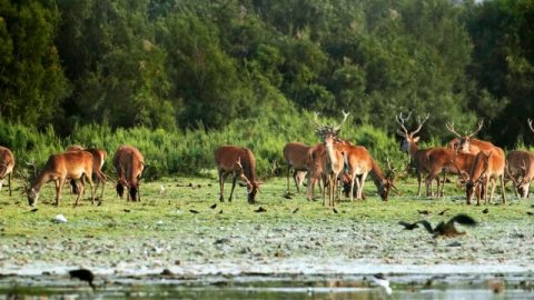 神は、様々な鳥、獣、魚、昆虫、植物の境界も定めた