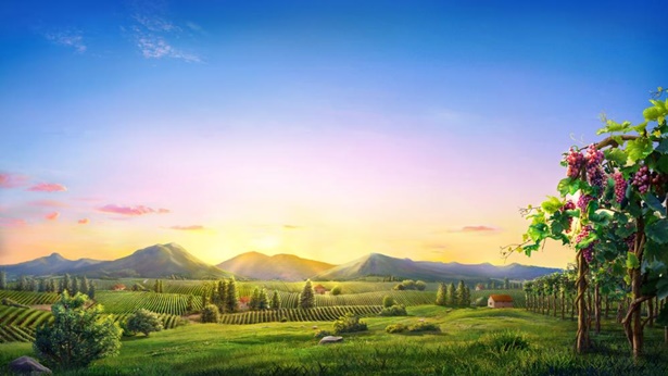 ぶどう園の労働者のたとえー私は主の御心を理解している